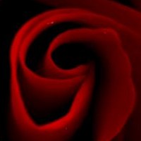 https://fpilou.github.io/Fifi/fleur/rose.jpg